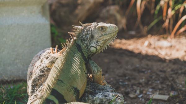 Iguana Reptile Pangolin Wallpaper