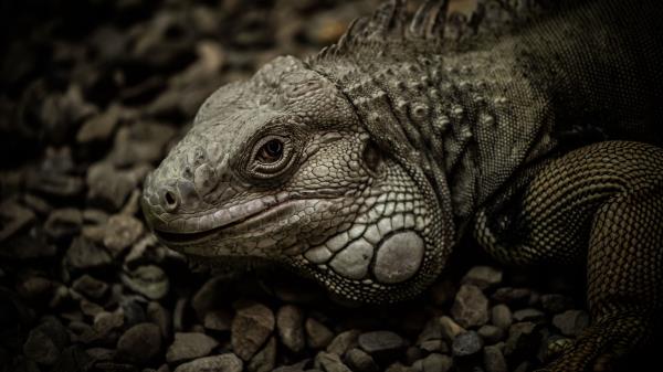 Iguana Reptile Scales Wallpaper