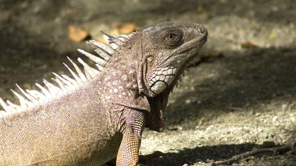 Iguana Reptile Shadow Wallpaper