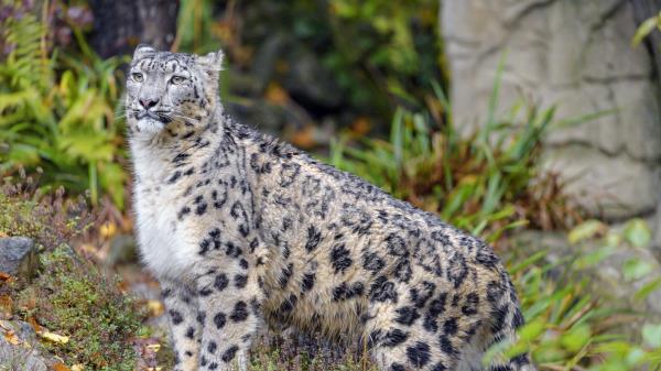 Irbis Snow Leopard Animal Wallpaper