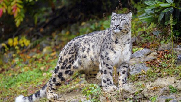 Irbis Snow Leopard Big Cat Picture Wallpaper