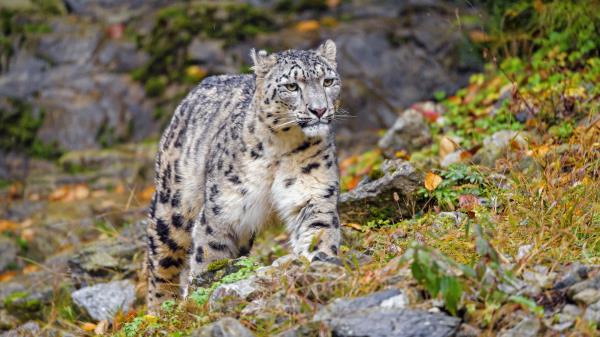 Irbis Snow Leopard Big Cat Wallpaper