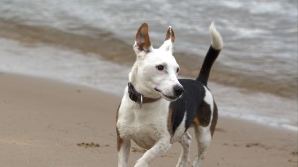 Jack Russell Terrier Dog Run Wallpaper