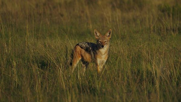 Jackal Cub Wildlife Wallpaper