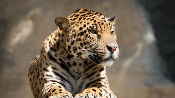 Jaguar Animal Predator Lying Big Cat Wallpaper