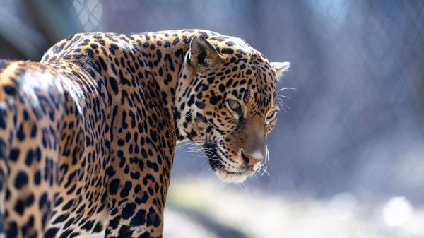 Jaguar Big Cat Predator Wallpaper