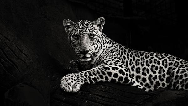 Jaguar Bw Predator Wallpaper