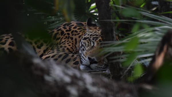 Jaguar Muzzle Predator Wallpaper
