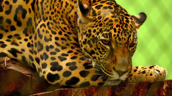 Jaguar Predator Lying Muzzle Wallpaper