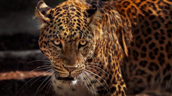 Jaguar Predator Muzzle Wallpaper