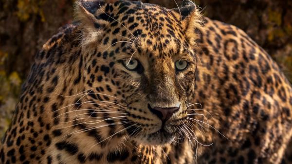 Jaguar Predator Wild Wallpaper