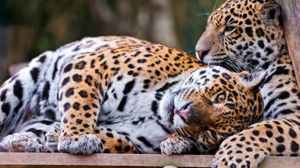 Jaguars Couple Predators Care Look Wallpaper
