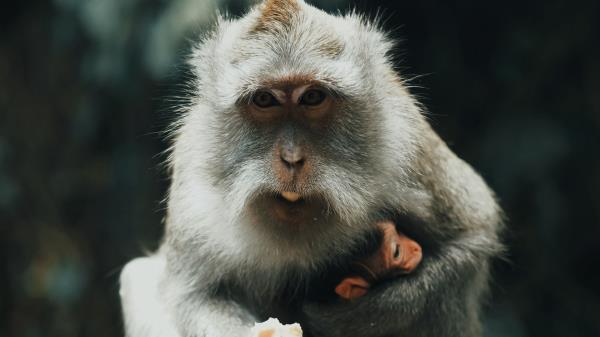 Japanese Macaque Monkey Gray Wallpaper