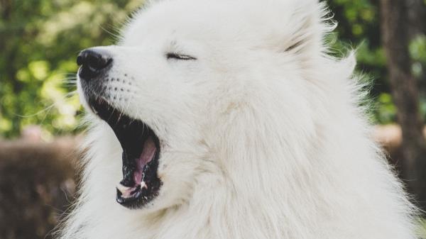 Japanese Spitz Dog Yawn Wallpaper