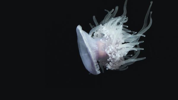 Jellyfish Aquatic Tentacles Swim Underwater World Wallpaper