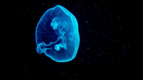 Jellyfish Blue Underwater 4 Wallpaper