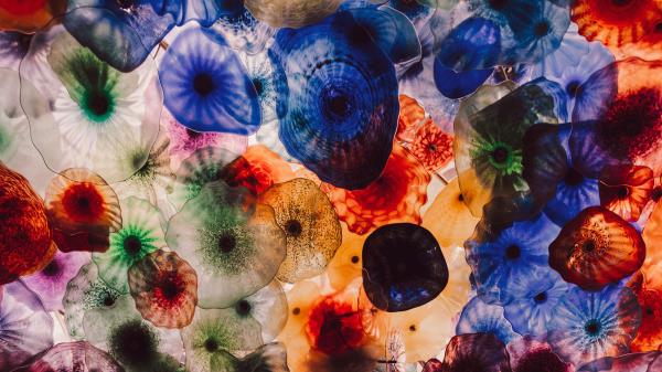 Jellyfish Colorful Creatures Wallpaper