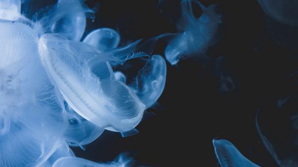 Jellyfish Creatures Transparent Wallpaper