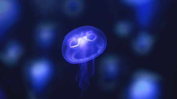 Jellyfish Glow Purple Wallpaper