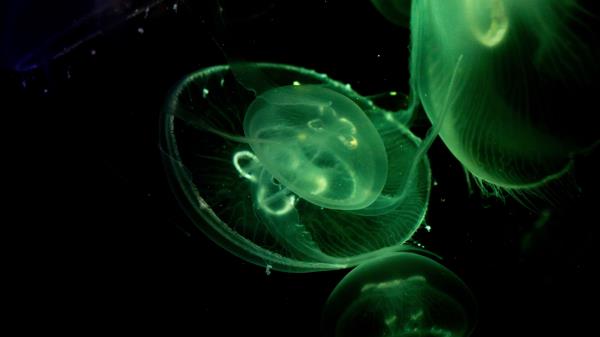 Jellyfish Glow Underwater Wallpaper