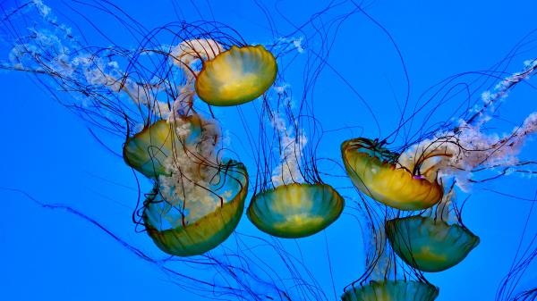Jellyfish Tentacle Underwater Wallpaper