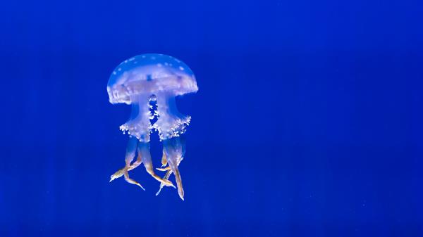 Jellyfish Tentacles Swim Underwater World Wallpaper