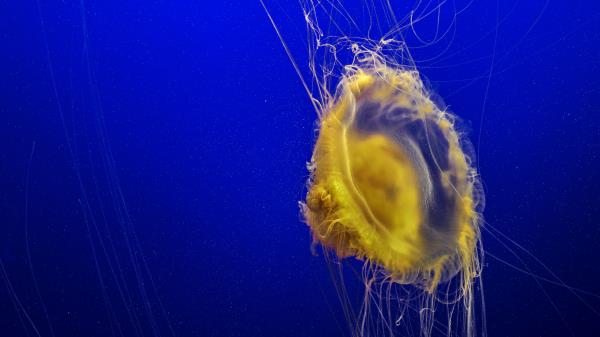 Jellyfish Tentacles Underwater World Image Wallpaper