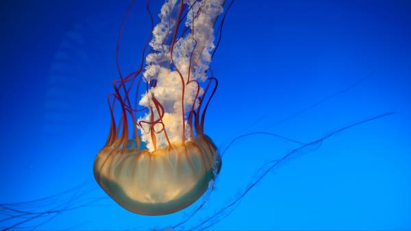 Jellyfish Tentacles Underwater World Photo Wallpaper