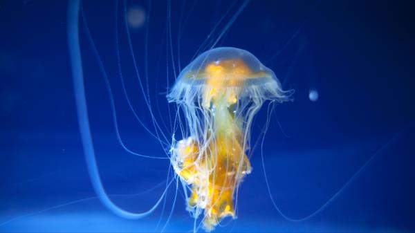 Jellyfish Tentacles Underwater World Pic Wallpaper