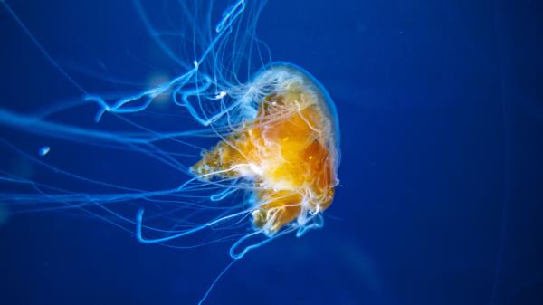 Jellyfish Tentacles Underwater World Picture Wallpaper