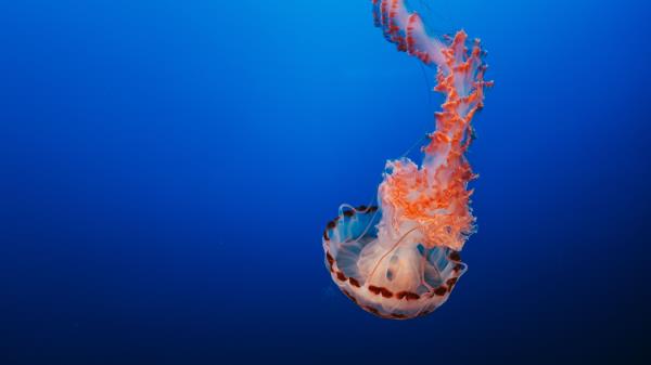 Jellyfish Tentacles Underwater World Wallpaper