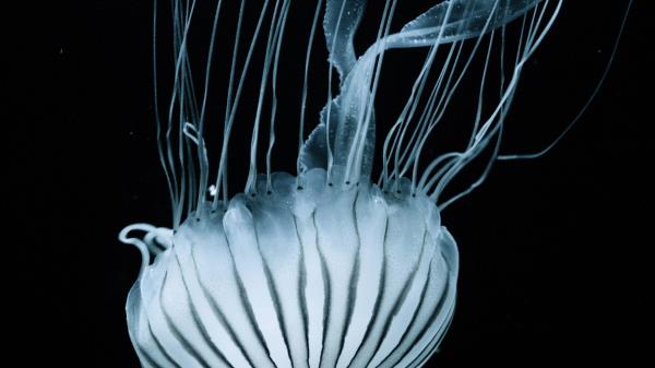 Jellyfish Tentacles Underwater World Stripes Wallpaper