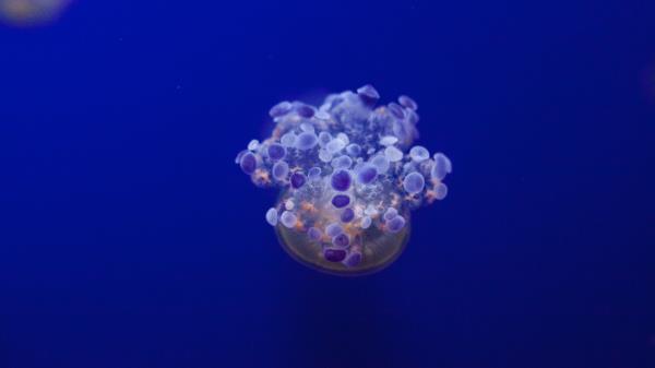 Jellyfish Tentacles Underwater World Variety Wallpaper