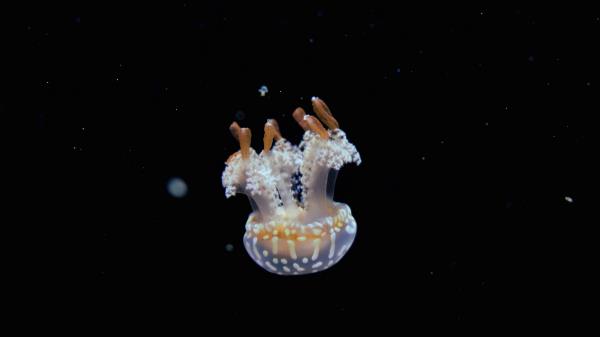 Jellyfish Tentacles Water Wallpaper