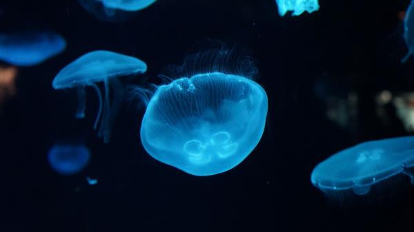 Jellyfish Underwater Beautiful Wallpaper