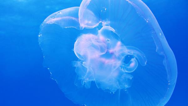 Jellyfish Underwater Blue Wallpaper