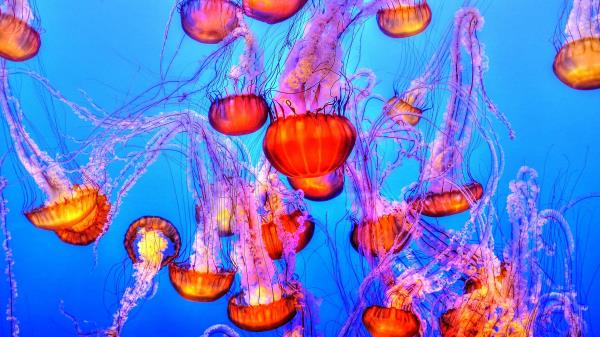 Jellyfish Underwater Swimming Wallpaper