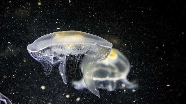 Jellyfish Underwater Tentacle Closeup Wallpaper