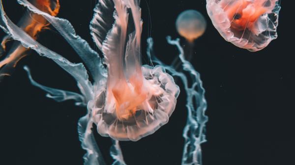 Jellyfish Underwater World Aquarium Wallpaper