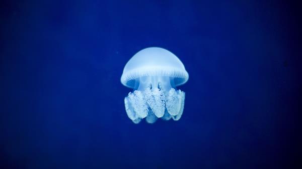 Jellyfish Underwater World Blue Wallpaper