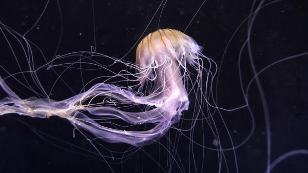 Jellyfish Underwater World Dark Wallpaper