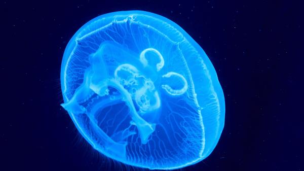 Jellyfish Underwater World Glow Wallpaper