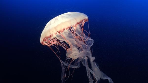 Jellyfish Underwater World Ocean Image Wallpaper