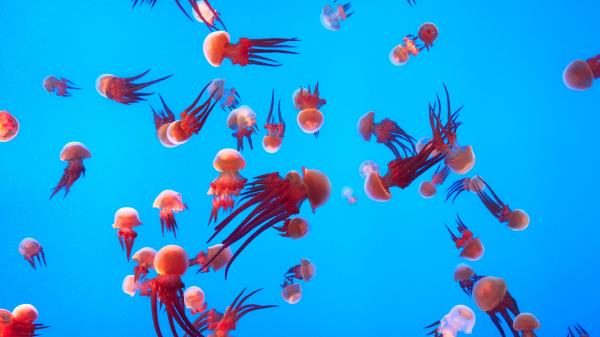 Jellyfish Underwater World Ocean Wallpaper