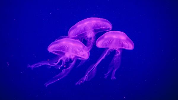 Jellyfish Underwater World Phosphorus Wallpaper