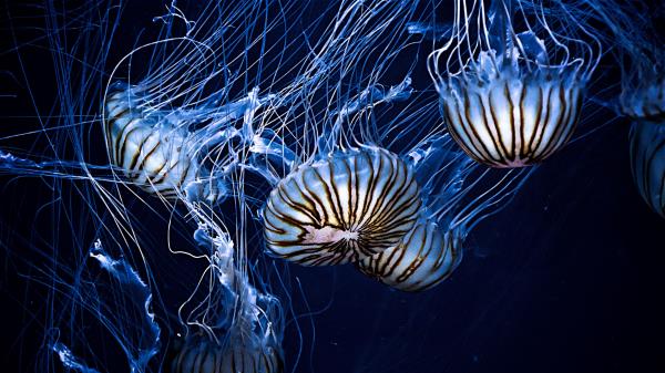 Jellyfish Underwater World Stripes Tentacles Wallpaper