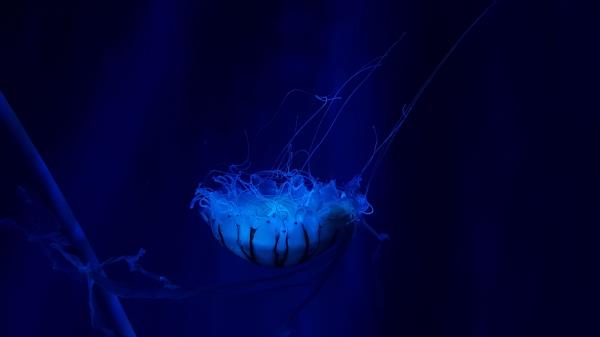 Jellyfish Underwater World Swim Wallpaper