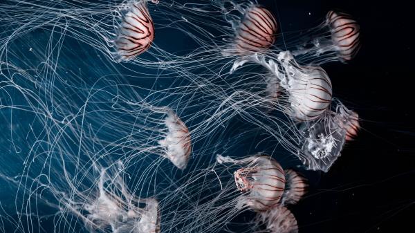 Jellyfish Underwater World Swim Tentacles Wallpaper