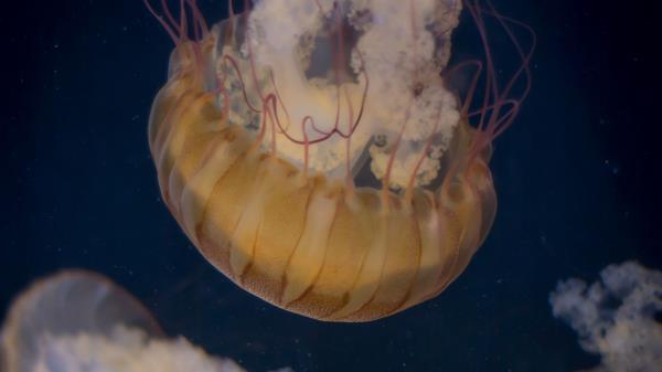 Jellyfish Underwater World Tentacle Wallpaper