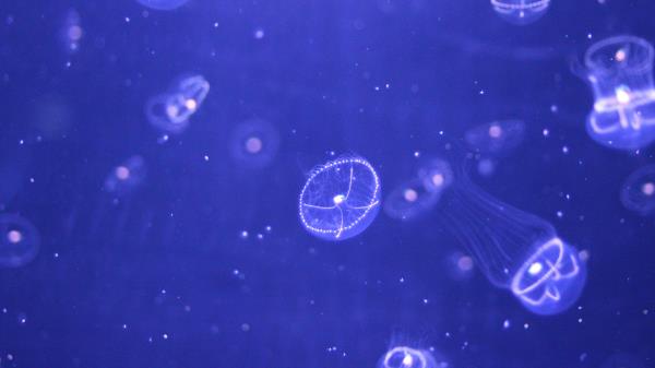 Jellyfish Water Particles Wallpaper
